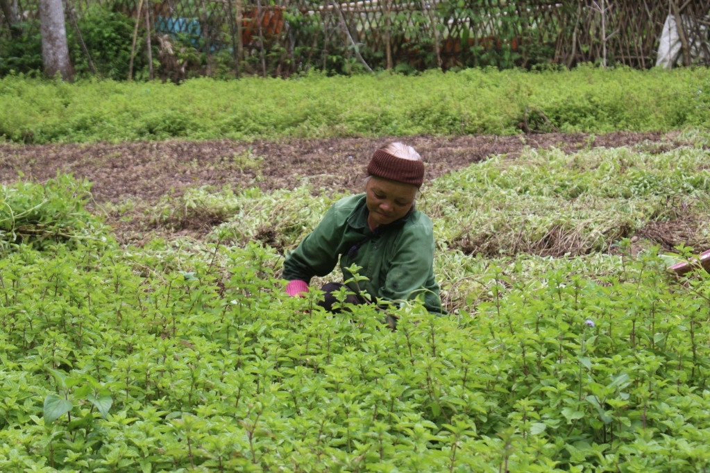 Thạch đen là cây hàng hóa có giá trị kinh tế cao ở Thạch An.