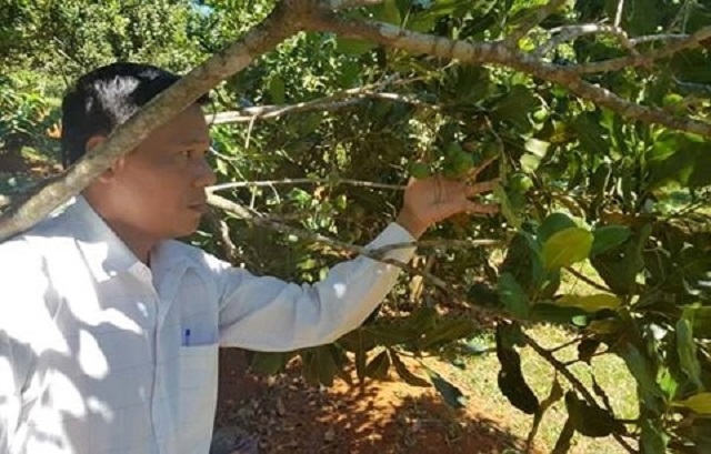 Mắc ca là cây lâm nghiệp đa mục đích, mang lại nguồn lợi kinh tế cao cho người dân Tây Nguyên.