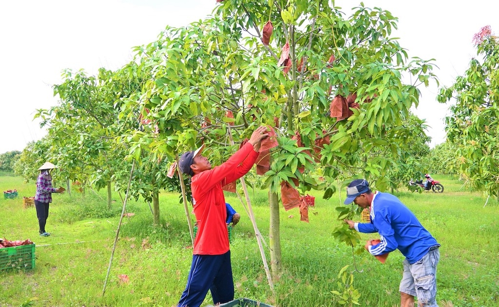 HTX nông nghiệp Long Bình được xem là “ngôi nhà chung” của nông dân canh tác xoài keo.
