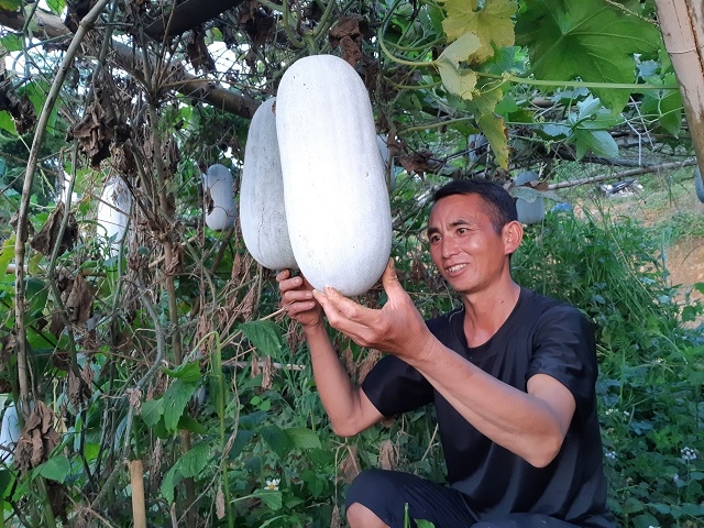 Các mô hình KTTT, HTX được xem là điểm sáng trong xây dựng NTM nơi vùng cao địa đầu Tổ quốc.