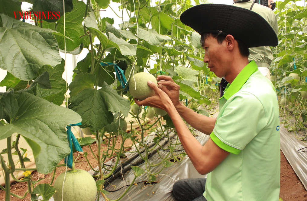 Mô hình trồng dưa lưới trong nhà màng của HTX ở xã Khánh An &lpar;huyện An Phú&rpar;.