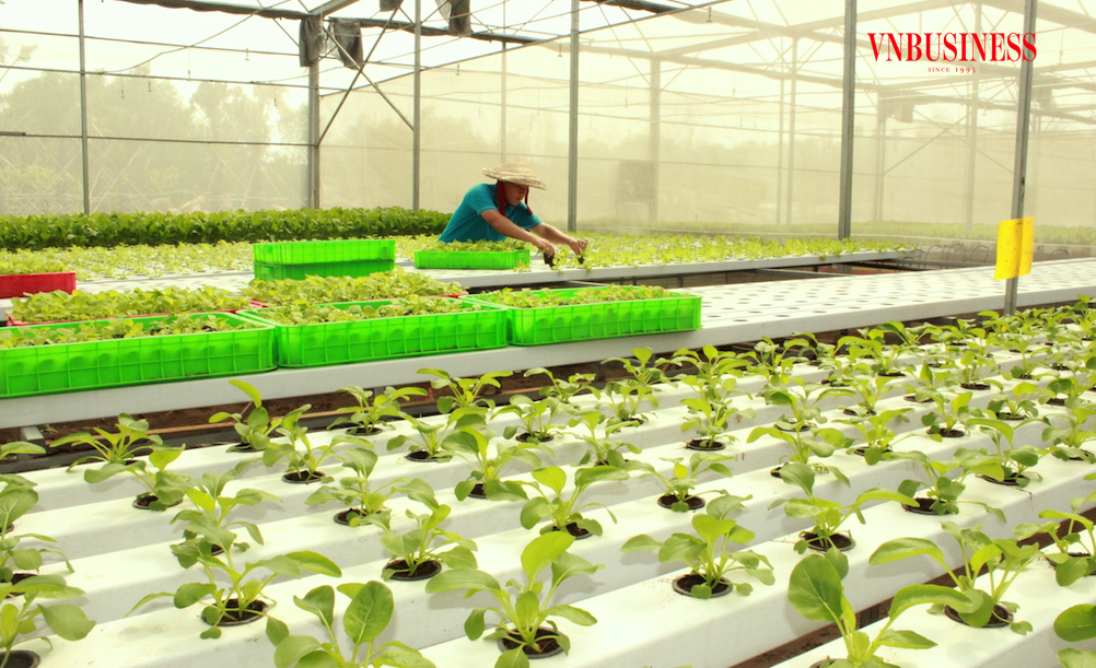 Trên địa bàn huyện An Phú hiện có 5 HTX nông nghiệp ứng dụng công nghệ cao.