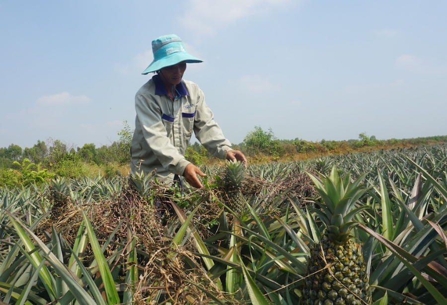HTX ở huyện Long xây dựng 40ha khóm theo tiêu chuẩn GAP nhằm tạo điều kiện để chế biến các sản phẩm OCOP.