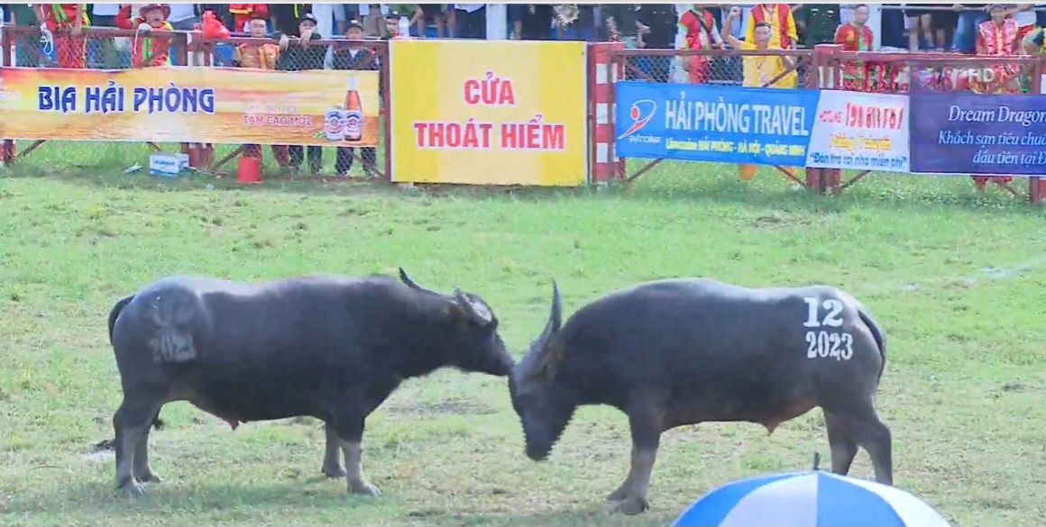 Kháp đấu thứ 3 giữa trâu số 02 và 12, trâu số 02 thắng.