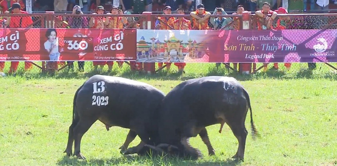 Kháp đấu thứ thứ 4 giữa trâu số 04 và 13 là một trong những kháp đấu được đánh giá hay nhất vì cả hai trâu đều ngang tài, ngang sức với những miếng đánh hiểm, bất ngờ.