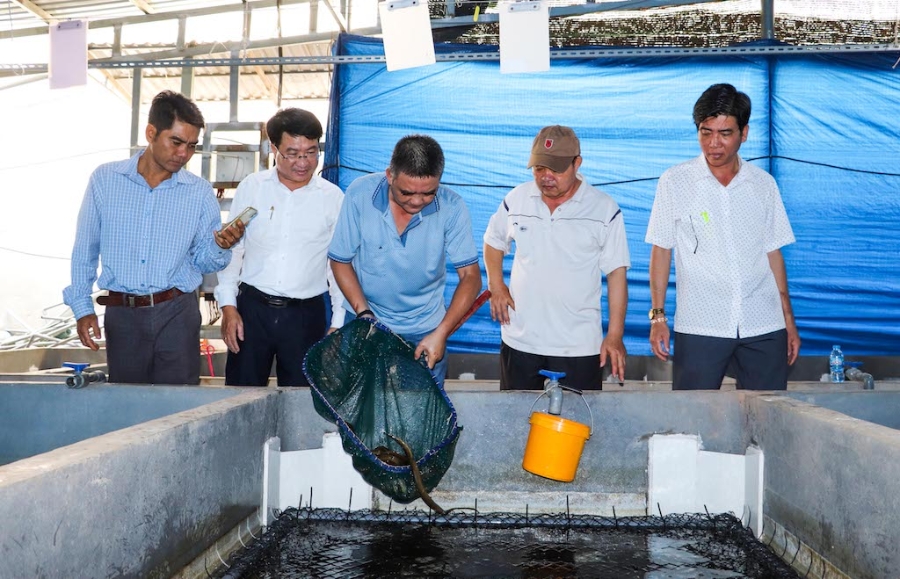 Mô hình nuôi lươn không bùn của HTX nuôi lươn Thuận Phát được bà con nông dân địa phương học hỏi và nhân rộng.