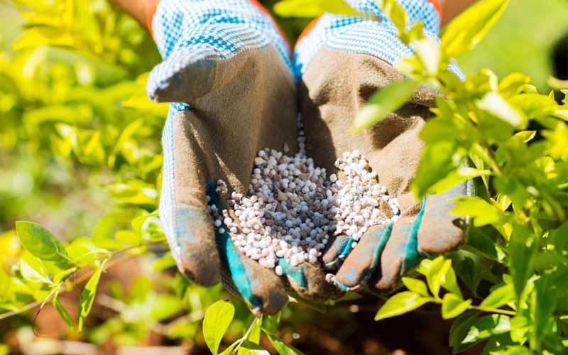 Phân bón tăng ảnh hưởng đến thu nhập và sức cạnh tranh của nông sản trên thị trường.