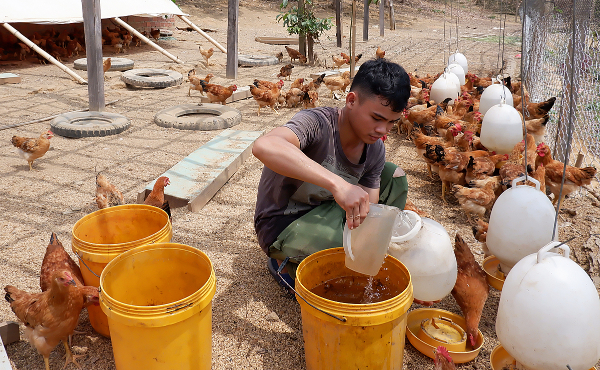 Nuôi gà thảo dược đang là mô hình cho giá trị kinh tế cao, mang lại hiệu quả bền vững cho người dân