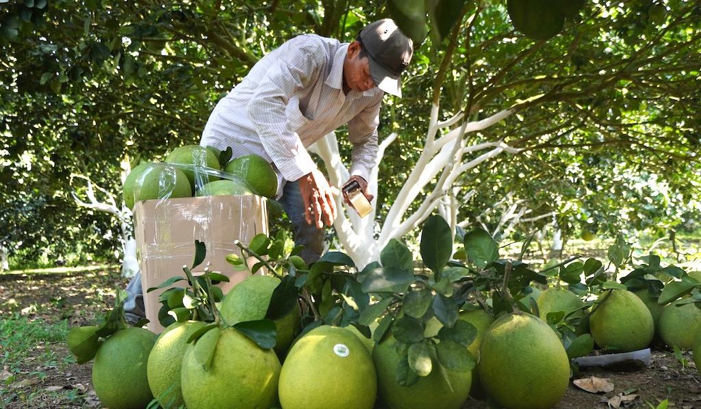 Các HTX đã chuyển đổi từ mô hình trồng truyền thống sang hướng VietGAP để tiếp tục nâng cao chất lượng và được cấp quyền sử dụng nhãn hiệu tập thể “Bưởi da xanh Khánh Vĩnh”.