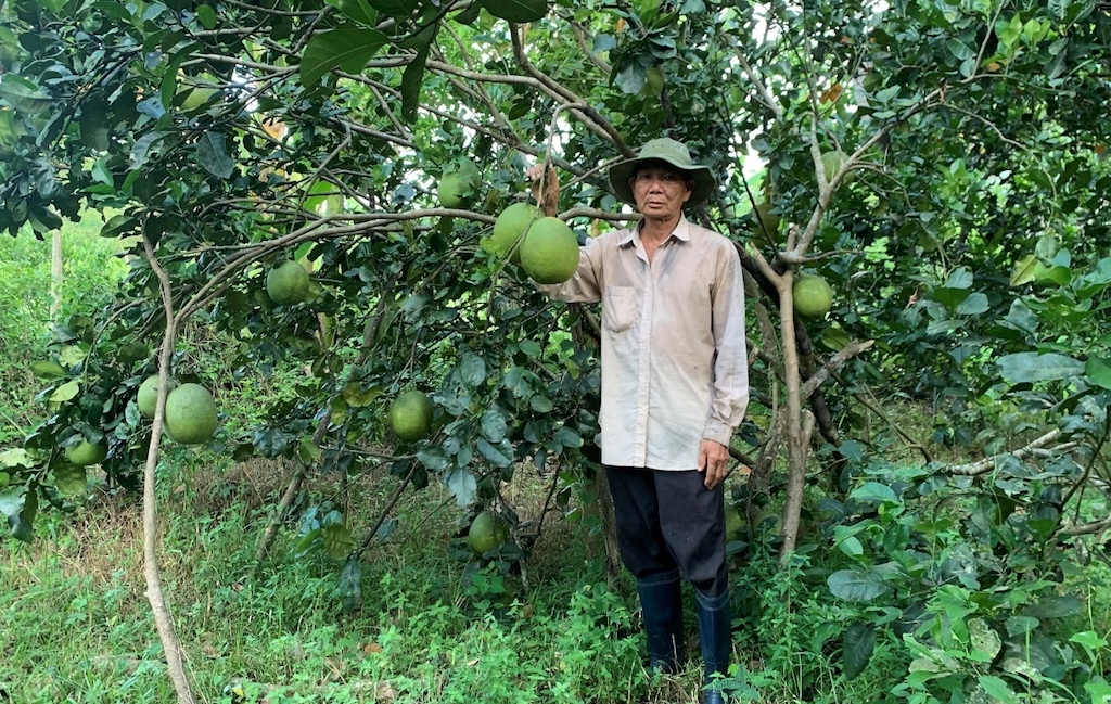 Huyện Tuy An đang hướng tới phát triển các HTX nông nghiệp vững mạnh để nâng cao đời sống cho nông dân địa phương.