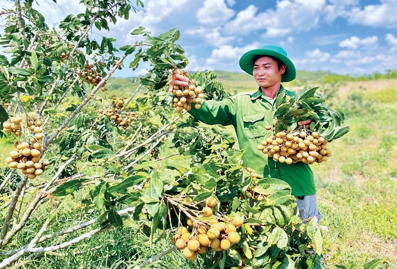 Phát triển trồng cây ăn quả theo hướng hàng hóa là một trong những hướng đi bứt phá trong giảm nghèo ở Kông Chro.