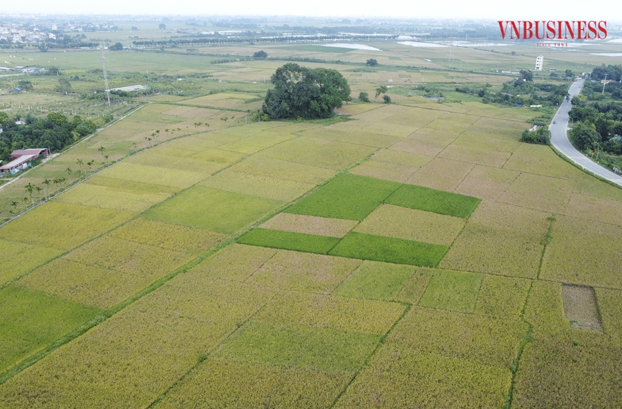 Trong tiết trời thu những ngày cuối tháng 9, nhiều ruộng lúa trên địa bàn xã Tam Hưng đang chuyển sang màu vàng rực. Các hộ nông dân cũng đang bước vào mùa thu hoạch.
