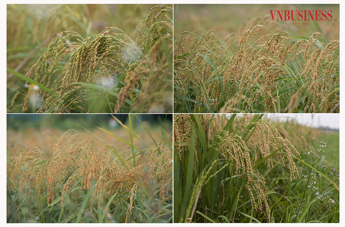 Theo ông Đỗ Văn Kiên – Giám đốc HTX Nông nghiệp Tam Hưng, xã Tam Hưng là địa phương có diện tích đất nông nghiệp thuộc loại lớn nhất Hà Nội, với trên 700ha đất trồng lúa, mỗi năm cung ứng ra thị trường trên 8.000 tấn thóc. Riêng vụ hè thu năm nay, năng suất ước đạt trên 5,5 tấn/ha.