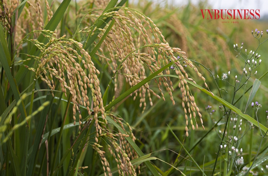 Gần 250 ha được người dân Tam Hưng tập trung trồng giống lúa nếp cái hoa vàng, còn lại là giống Bắc thơm số 7 và một số giống lúa khác. Những ngọn lúa trĩu bông hứa hẹn vụ mùa bội thu cho bà con nơi đây.