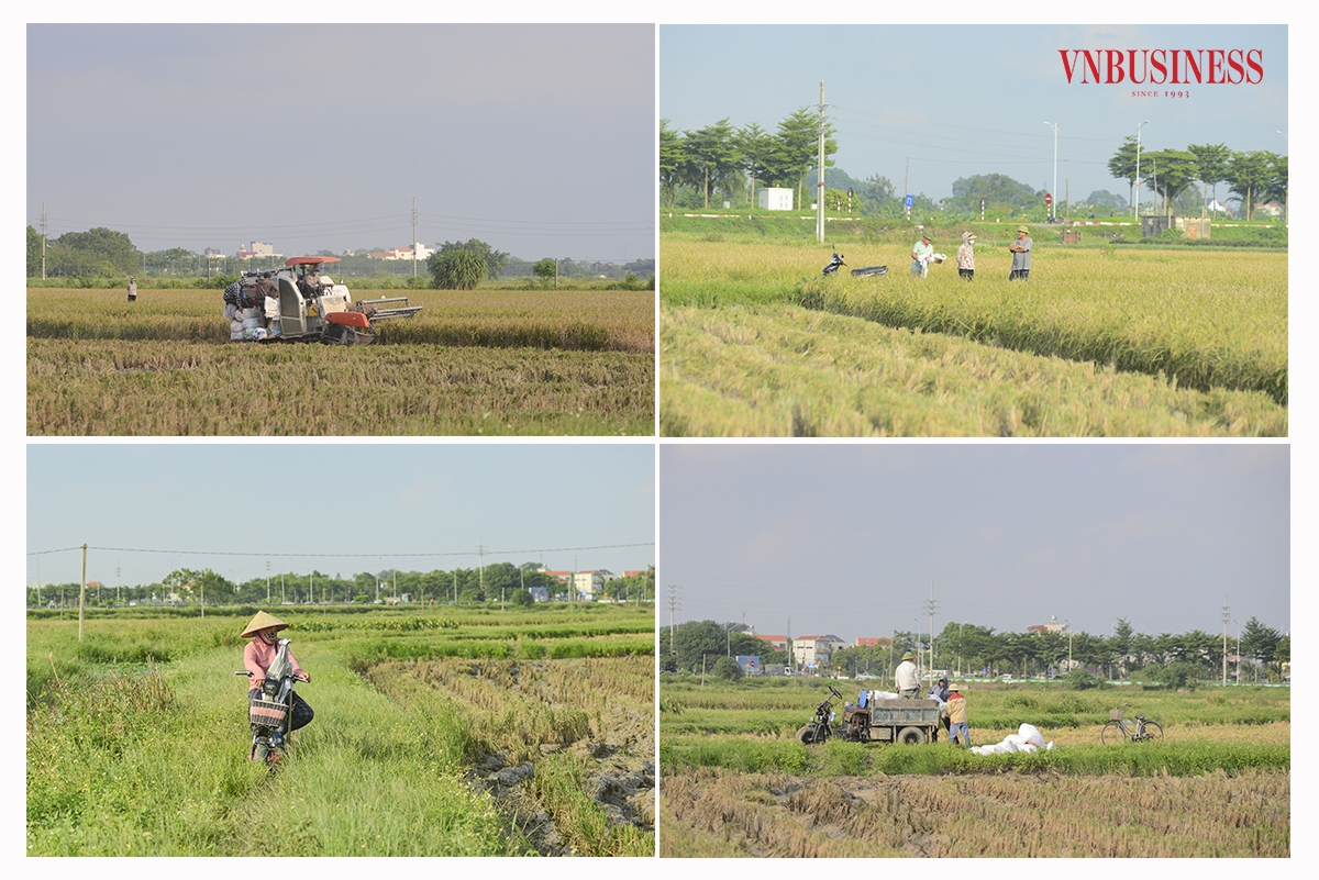 Với chi phí gặt đập khoảng 120.000 đồng/sào &lpar;360m2&rpar;, việc cơ giới hóa trong nông nghiệp là cơ sở để tiết giảm sức lao động, không ảnh hưởng đến lợi nhuận của bà con nông dân.