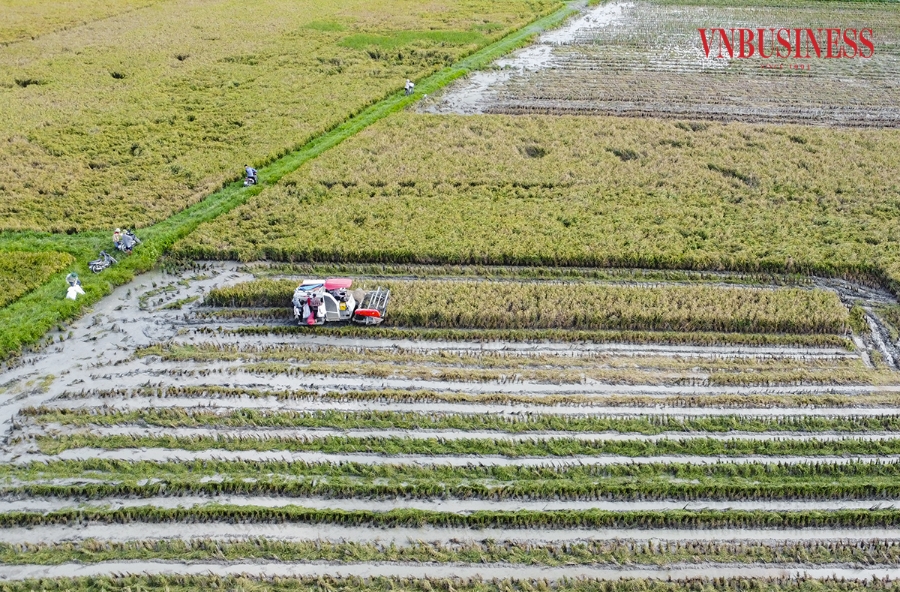Trước đây, mỗi khi vào mùa, người dân phải thực hiện thu hoạch hoàn toàn bằng tay, với nhiều nhân công cùng thực hiện. Nay, nhờ sự hỗ trợ của những chiếc máy gặt đập liên hoàn nên công việc thu hoạch trở nên nhẹ dàng và nhanh chóng hơn nhiều.