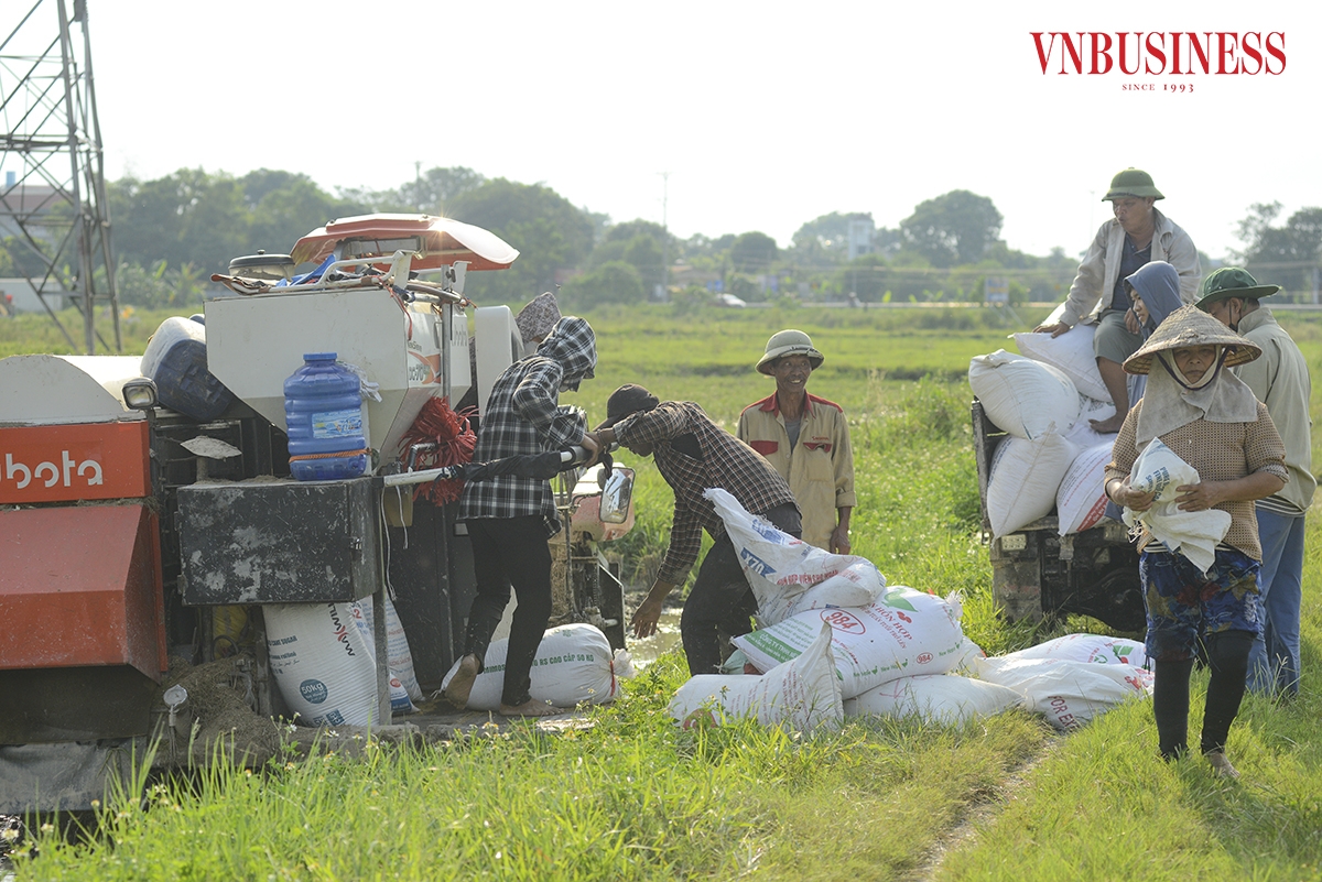 Lúa sau khi gặt được đóng bao tại chỗ, đưa lên trên bờ ruộng, người dân chỉ việc vận chuyển về và tiến hành phơi khô.