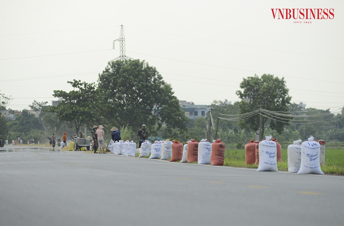 Vào vụ thu hoạch, người dân lại mang thóc ra những con đường liên thôn, liên xã, liên huyện hay quốc lộ để phơi. Trong ảnh là những bao thóc đã được phơi khô trên tuyến đường tỉnh 427 đoạn qua xã Tam Hưng.