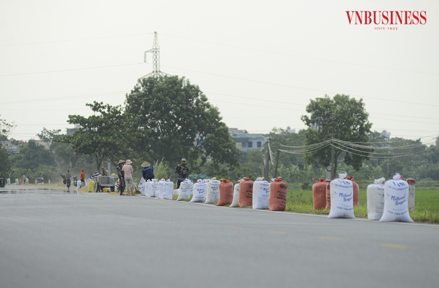 Vào vụ thu hoạch, người dân lại mang thóc ra những con đường liên thôn, liên xã, liên huyện hay quốc lộ để phơi. Trong ảnh là những bao thóc đã được phơi khô trên tuyến đường tỉnh 427 đoạn qua xã Tam Hưng.