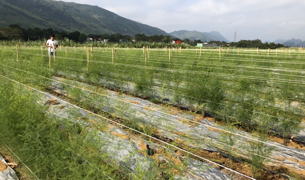 Xã An Hải &lpar;huyện Ninh Phước&rpar; hiện là địa phương có diện tích trồng cây măng tây nhiều nhất ở tỉnh Ninh Thuận.