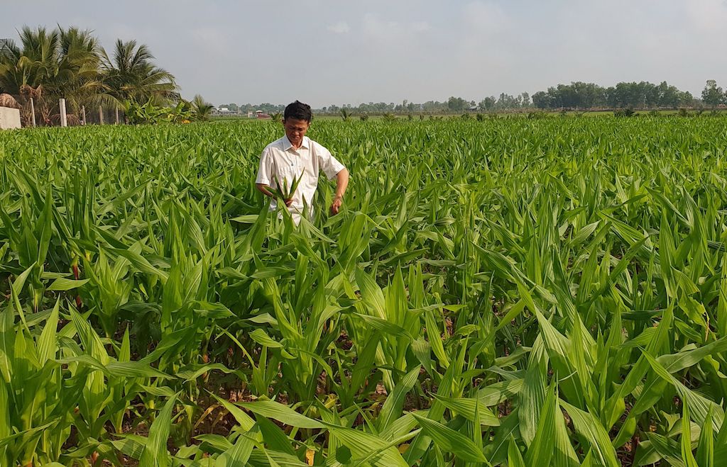 Mô hình liên kết trồng bắp với HTX Đông Tây ở xã Xuân Tây &lpar;huyện Cẩm Mỹ&rpar;.