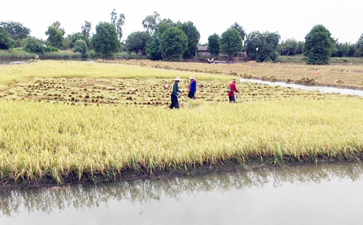 Bến Tre dự kiến tiếp tục đẩy mạnh mô hình con tôm ôm cây lúa để xóa đói giảm nghèo, làm giàu cho người dân.