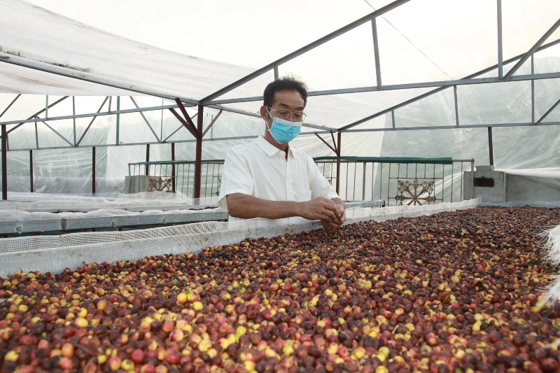 Quy trình sản xuất của HTX Bích Thao giúp nâng tầm giá trị cây cà phê.