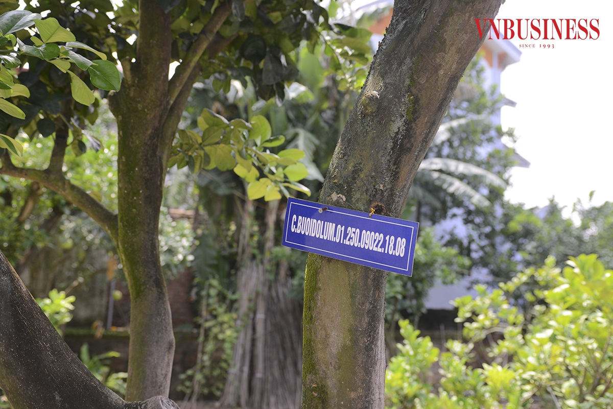 Mỗi gốc bưởi đều có gắn mã số vùng trồng, tem truy xuất nguồn gốc, mã QR.