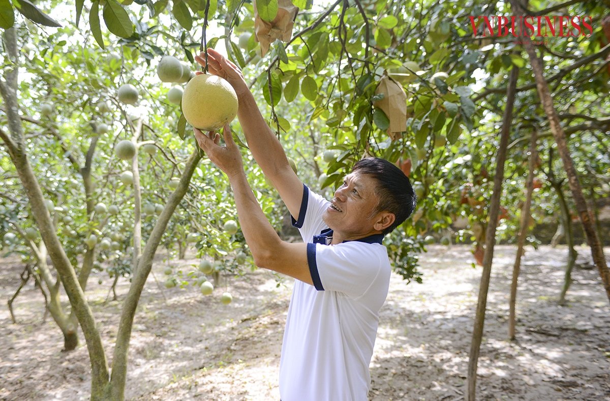 HTX Bưởi đỏ Đông Cao được thành lập nhằm mục đích bảo tồn gen, duy trì giống cây bưởi đỏ và kinh doanh thương mại đặc sản này cho các hộ dân.