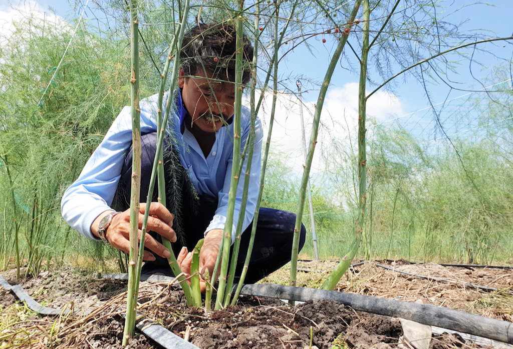 Nhiều người dân ở Ninh Phước nhờ tham gia vào chuỗi liên kết trồng cây măng tây xanh đã thoát nghèo bền vững, có cuộc sống no ấm.