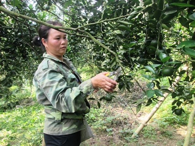 HTX cam sành Lục Yên góp phần tạo dựng thương hiệu, giá trị cam sành, giúp xoá đói giảm nghèo cho người nông dân.
