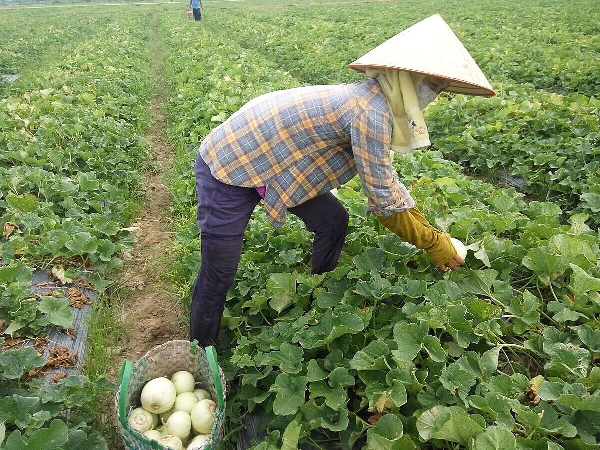 Sản xuất nông nghiệp hàng hóa là nền tảng thu hút khách du lịch.