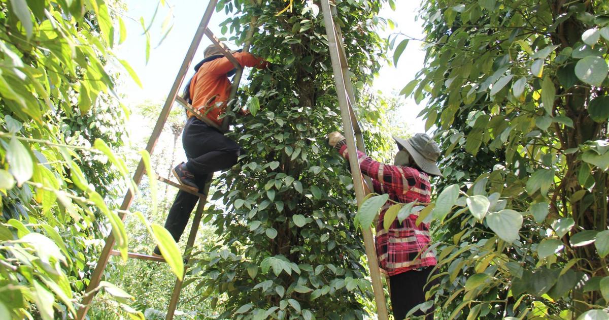 Dự báo người dân có thể 'lỡ sóng' giá tiêu nếu tiếp tục chuyển sang trồng những loại cây khác.