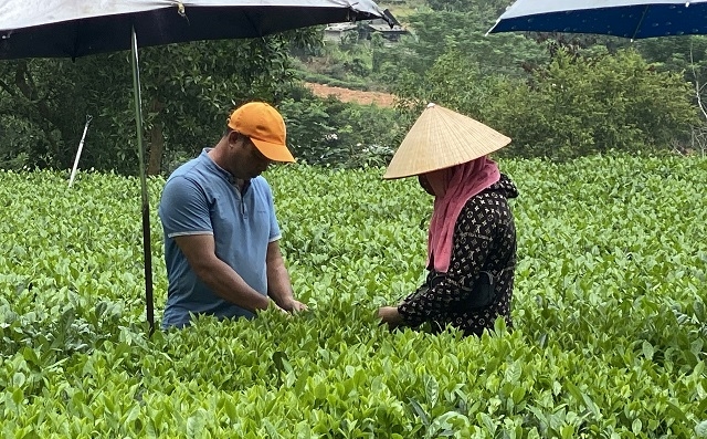 Các HTX, góp phần đưa cây chè Đại Từ phát triển, giúp xóa đói, giảm nghèo cho người dân.