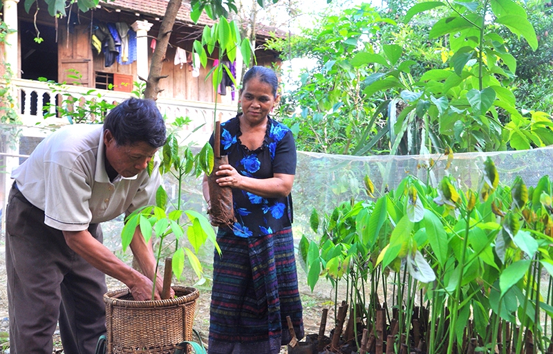 HTX Dịch vụ nông nghiệp Hùng Anh giúp cho bà con dân tộc thiểu số thoát nghèo bằng việc tận dụng lợi thế sản phẩm bản địa là cây dược liệu.
