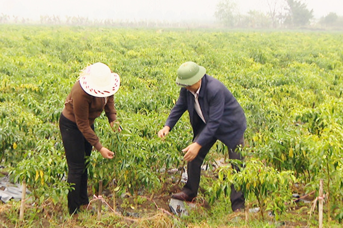Hiệu quả chuyển đổi cơ cấu nông nghiệp là nền tảng trong xây dựng nông thôn mới ở Nho Quan.