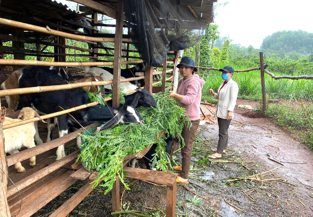 Tham gia vào chuỗi liên kết nuôi dê của các HTX, tổ hợp tác giúp chị em phụ nữ Đắk Lắk thoát nghèo bền vững.