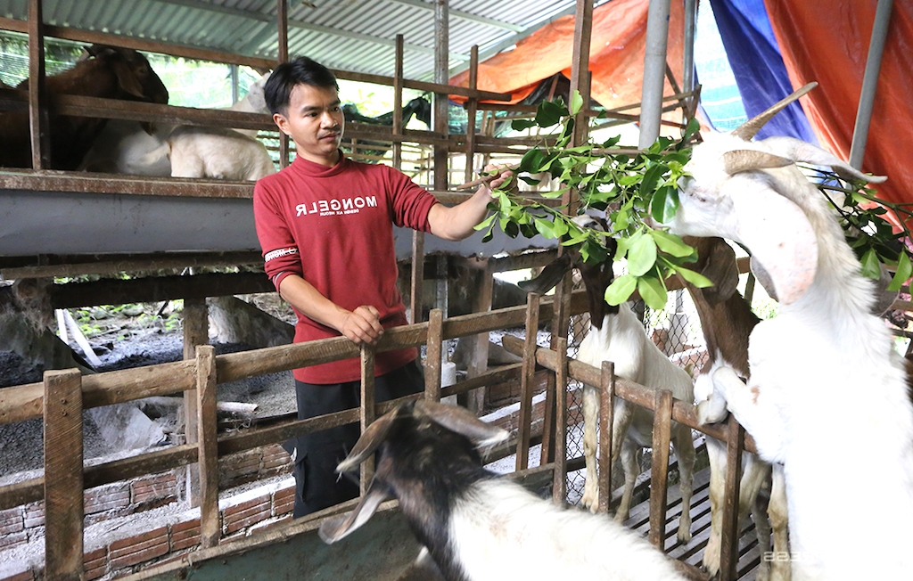 Việc phát triển kinh tế hợp tác trong chăn nuôi dê là hướng đi đúng, mang tính lâu dài giúp cải thiện đời sống cho người dân ở vùng cao Đắk Lắk.