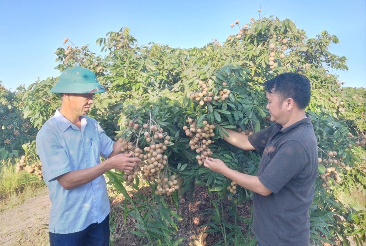 Cây ăn quả đang trở thành cây làm giàu cho nông dân ở Tiên Lữ &lpar;Ảnh: BHY&rpar;.