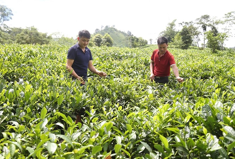 Chè đang là cây trồng chủ lực góp phần xây dựng nông thôn mới nâng cao ở Mường Hum.