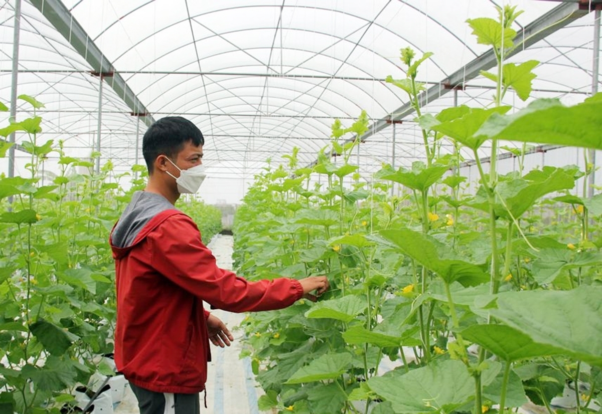 Cùng với cây ăn quả, Tiên Lữ dự kiến thúc đẩy thêm nhiều mô hình nông nghiệp công nghệ cao &lpar;Ảnh: BHY&rpar;.