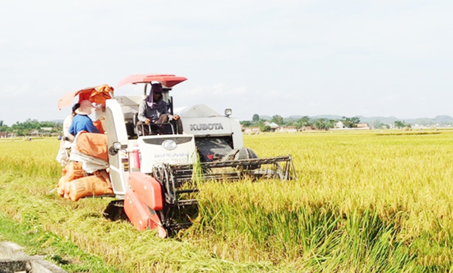 Liên kết phát triển sản xuất trong các HTX giúp nông dân nâng cao nội lực, sức cạnh tranh.