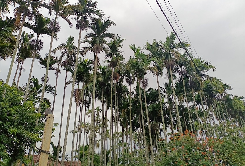 Huyện Tiên Phước là “thủ phủ cau” của Quảng Nam với diện tích hiện có 1.002 ha.