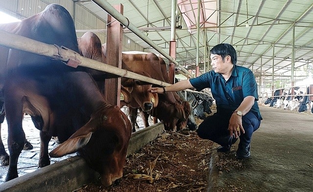 Các HTX kiểu mới đã quy tụ các hộ dân sản xuất, kinh doanh, có liên kết tiêu thụ đầu ra, thích ứng với cơ chế thị trường.