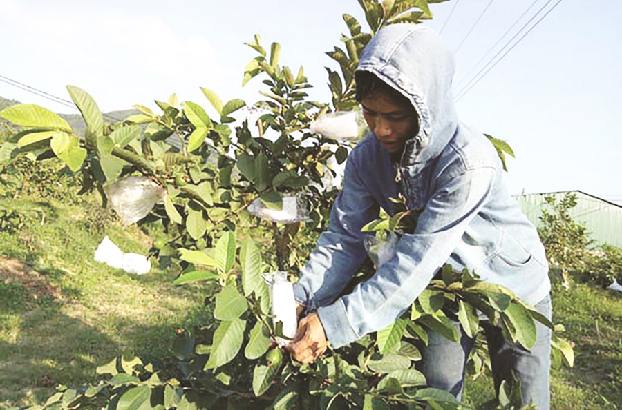 Việc chuyển đổi sản xuất theo hướng VietGAP, hữu cơ giúp nông dân Yên Thành nâng cao hiệu quả sản xuất.