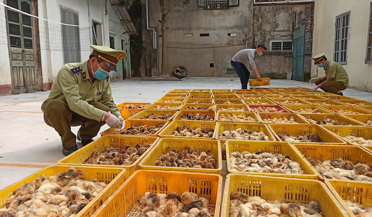Giống gia cầm nhập lậu đang là vấn đề nhức nhối trong thời gian gần đây.