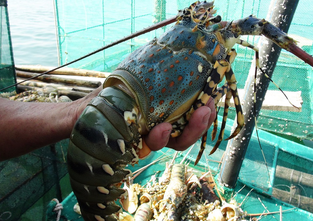 Trung Quốc vẫn là thị trường nhập khẩu tôm hùm lớn nhất của Việt Nam.