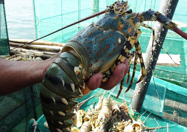 Trung Quốc vẫn là thị trường nhập khẩu tôm hùm lớn nhất của Việt Nam.