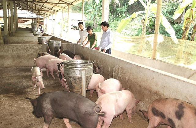 Mô hình kinh tế trang trại đã góp phần tích cực đẩy mạnh phát triển sản xuất nông nghiệp, góp phần xóa đói, giảm nghèo.