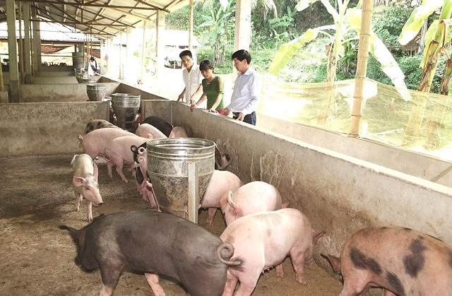 Mô hình kinh tế trang trại đã góp phần tích cực đẩy mạnh phát triển sản xuất nông nghiệp, góp phần xóa đói, giảm nghèo.